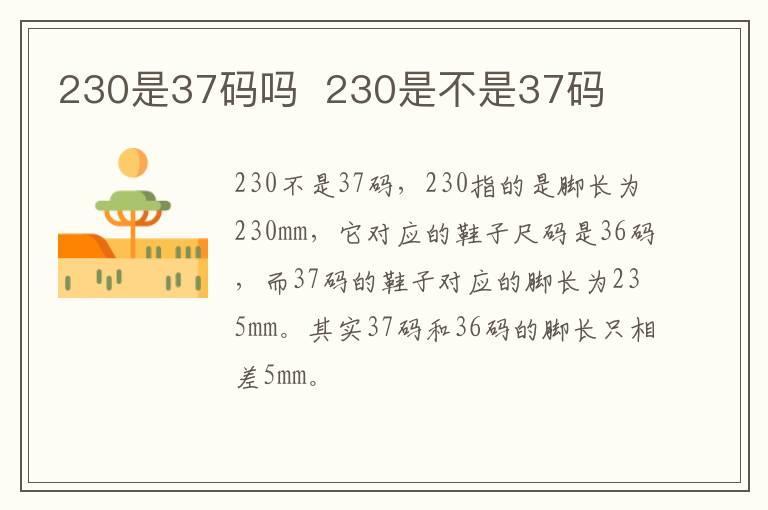 230是37码吗 230是不是37码