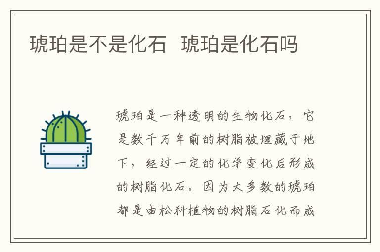 琥珀是不是化石 琥珀是化石吗