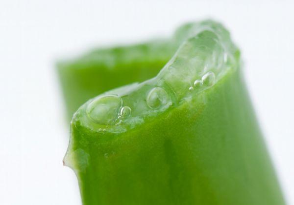 芦荟原液能直接涂脸上