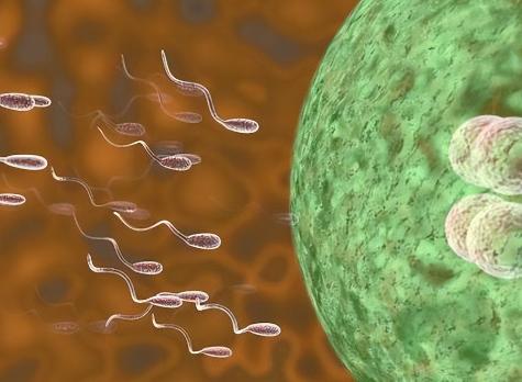 做试管移植前卵子的质量不好应该怎么办？