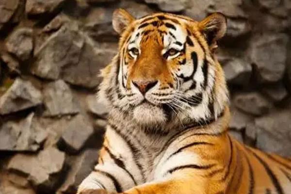 2022适合生男孩的五大生肖分别是哪几个?哪个生肖生男宝的运势好?