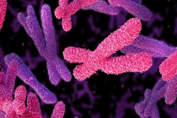 女方有1号染色体多态性，怀孕后会遗传给宝宝吗？