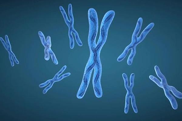 在马来西亚丽阳助孕中心做试管能选性别吗?成功率高不高?