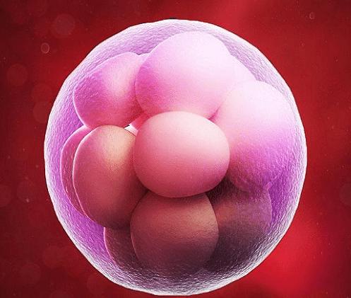 三代试管是先养囊还是先染色体筛查？