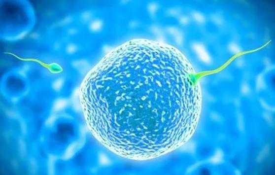 促排后卵泡长的慢,是不是质量不好?