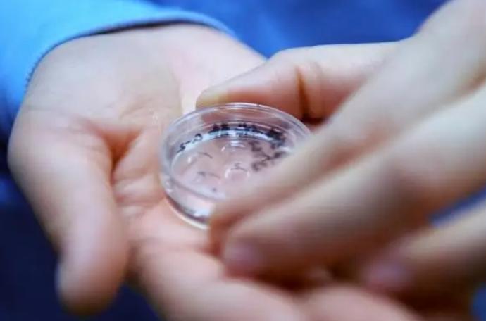 胚胎培养分几次交钱,求详细收费明细表