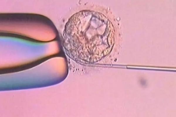 移植D6天的囊胚基本上都是生的女儿吗？可信吗?