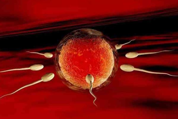 2022年绝经还能做供卵试管怀孕吗?高龄供卵试管成功率高吗?