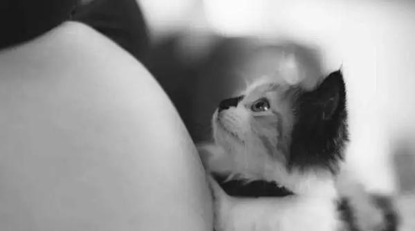 怀孕后特别招流浪猫的喜欢，这是为什么？