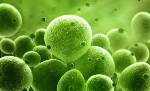 想要促进卵泡发育,可以吃胎盘粉吗?