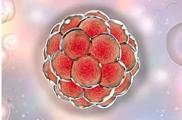 试管婴儿移植着床后拉肚子该如何缓解?