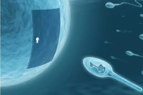 二代试管和三代试管有什么不同？谁的成功率更高？