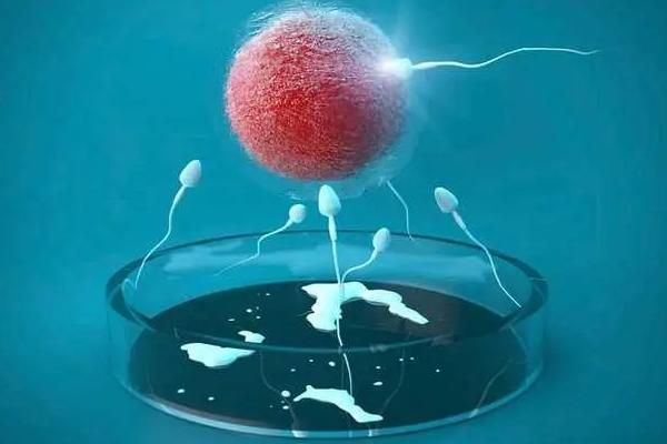 做试管婴儿打长效降调针后多久可同房？