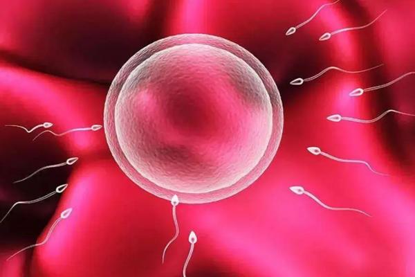 做三代试管婴儿为什么只能移植一个胚胎？