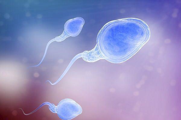 精子质量不佳会影响试管的成功率吗?该怎样提高精子质量呢?