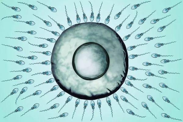 试管婴儿微刺激方案促排需要多少天？具体流程是怎样的？