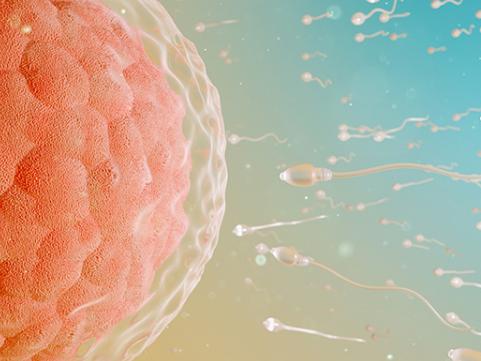2023在厦门做试管婴儿预约后多久才能进行试管?