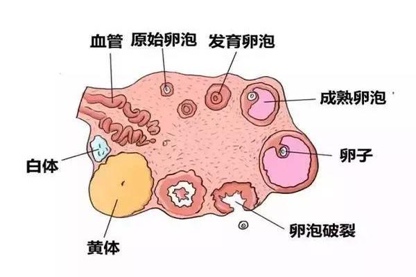 卵泡发育不成熟在马来西亚做试管婴儿能成功吗?