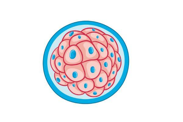 三代试管受精后养囊多久移植?需要多久进行妊娠检测?