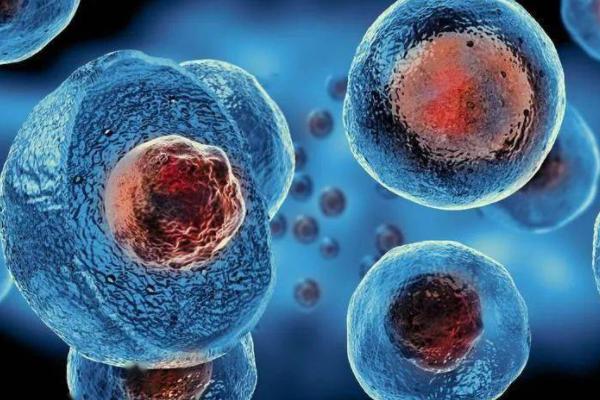 试管移植着床失败后胚胎会全部都排出体外吗?