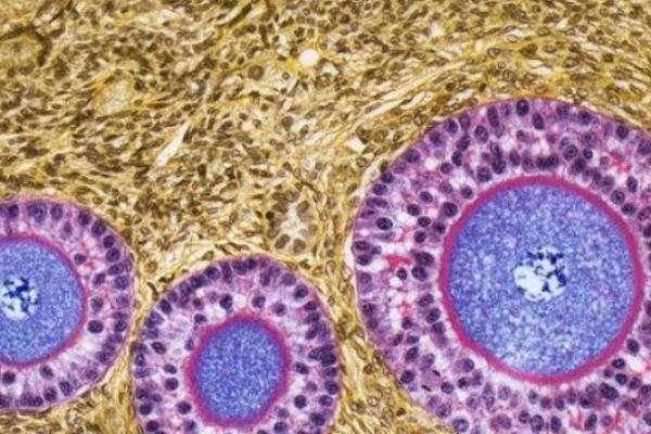 2023陕西有没有正规公立医院开展三代试管技术?