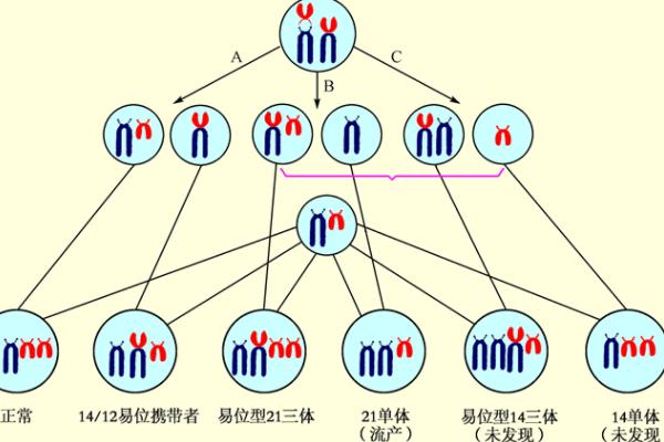女性染色体易位只能选择做三代试管生孩子吗?
