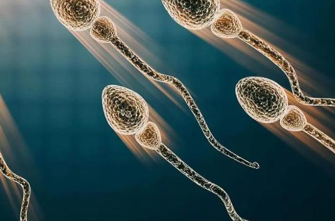 精子碎片率高能直接做三代试管婴儿吗?