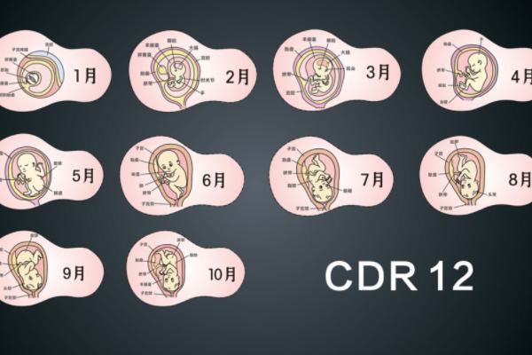 胎儿1~10个月发育情况是怎样的?