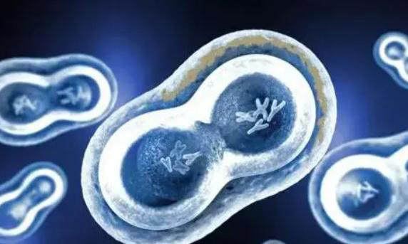 做三代试管应该应该先降调再促排还是直接促排?