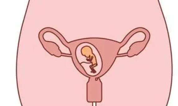 轻度腺肌症女性子宫多大才能进行试管移植?