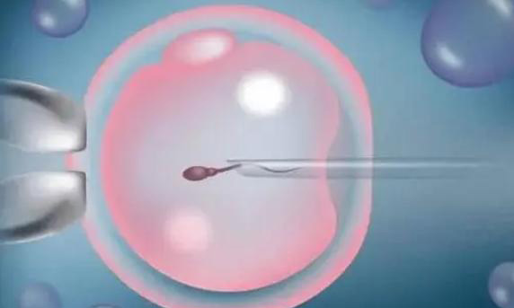 试管婴儿养囊失败了可以移植鲜胚吗?成功率高不高?