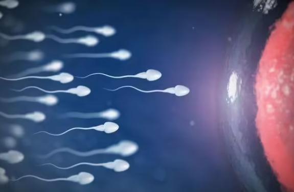 卵子质量差卵泡发育不好，专家教你这些方法来调理