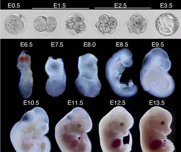 养囊胚需要的胚胎等级，一级或二级成功率要更高