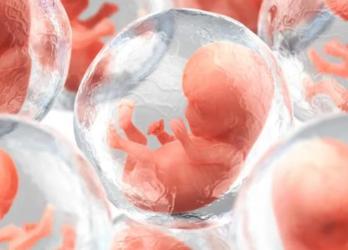 质量不好的胚胎医生为什么还是会建议女性养囊？