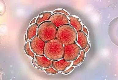 囊胚移植成功的概率与移植的时间之间还有这种关系？