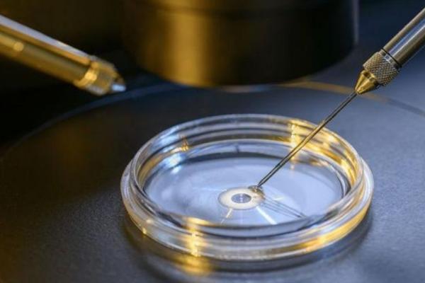 细说胚胎养囊的成功率，养囊成功率高不高一文给你答案