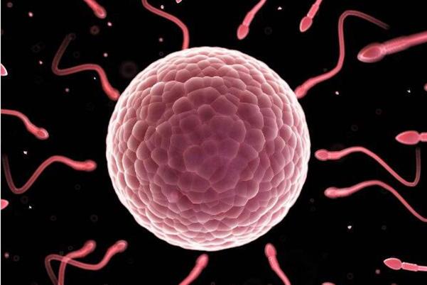 2022在上海做试管婴儿费用很高吗?一般家庭也能承受