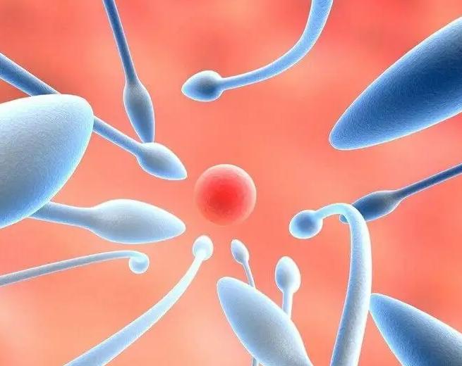 试管须知丨卵子质量和年龄大小有多大关系？