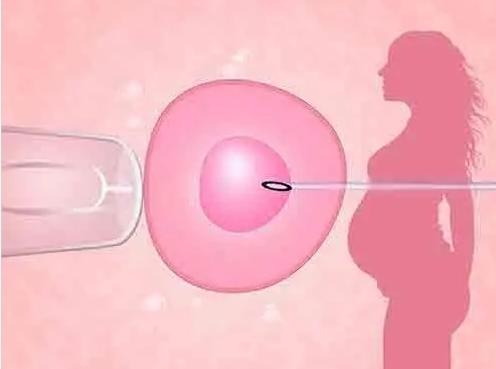 试管婴儿中,这四类女性,胚胎移植的成功率非常高!