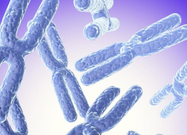 染色体平衡易位,为什么要做三代试管?