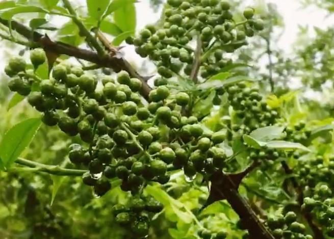 取卵后吃花椒好处多多,不仅不伤卵巢还能祛湿