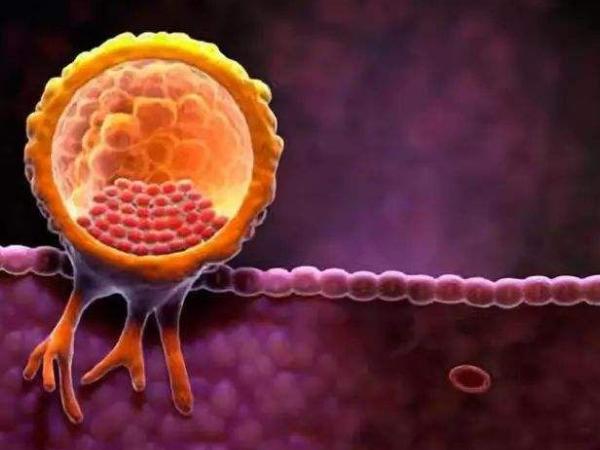 19个胚胎多数是四级要当心!养囊成功率并不高