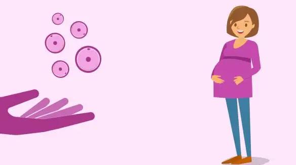 为什么有些女性在试管移植前会切除输卵管，提高成功率是主要原因