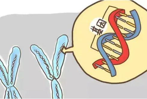 胚胎培养之后一定要检查染色体吗？比较好做个检查避免出现问题