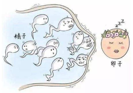 取精取卵后胚胎发育慢，可能是由于抗精子抗体的原因