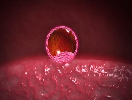 胚胎质量划分有标准，不仅要看胚胎的健康还要看胚胎的发育能力