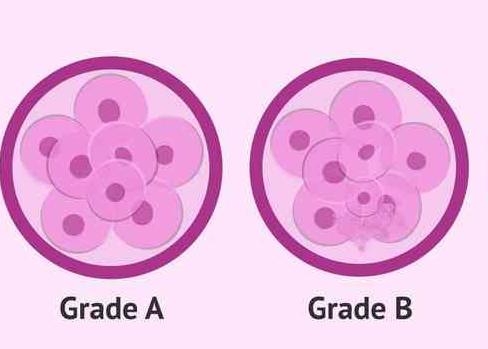 胚胎的等级判断标准是什么，胚胎三种质量级别评判标准一览