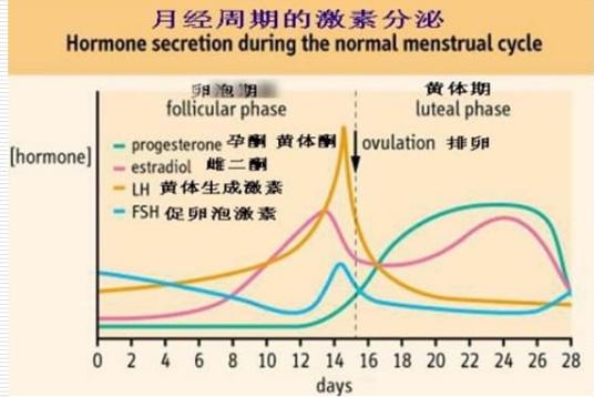 性激素六项怎么看是否患有多囊卵巢综合症？