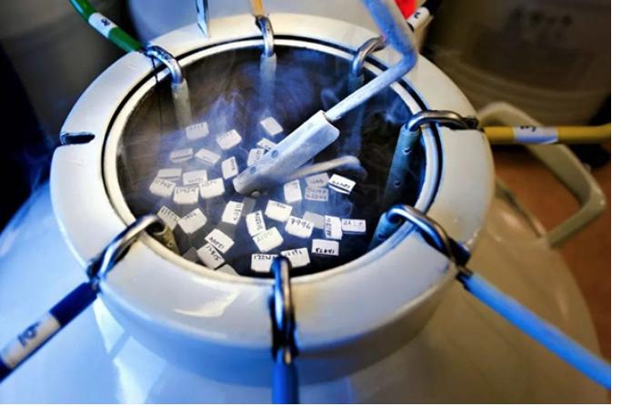 试管的冷冻胚胎需要什么?安全存储很重要