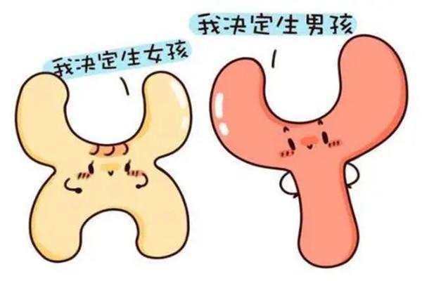 男人三代试管生子染色体xy怎么查